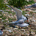 EF7A0400 Common Terns