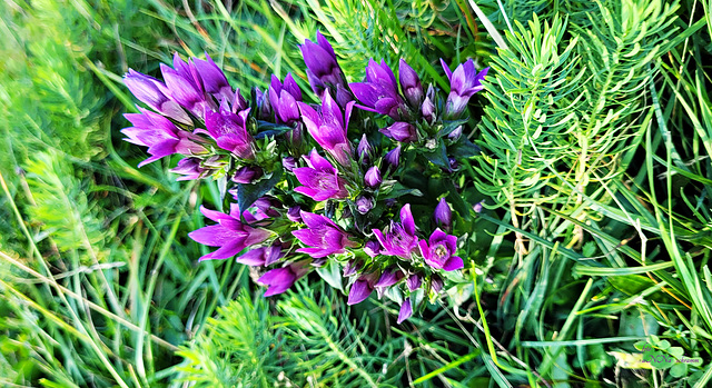 Enzian (Gentianella germanica)