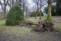 Storm Damage