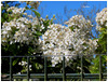 Aubépine...................HFF/ et bon we les ami(e)s ❤️
