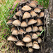 Ink cap mushrooms