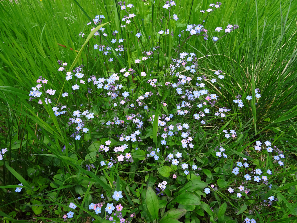 Exquisite little Scottish wildflowers.