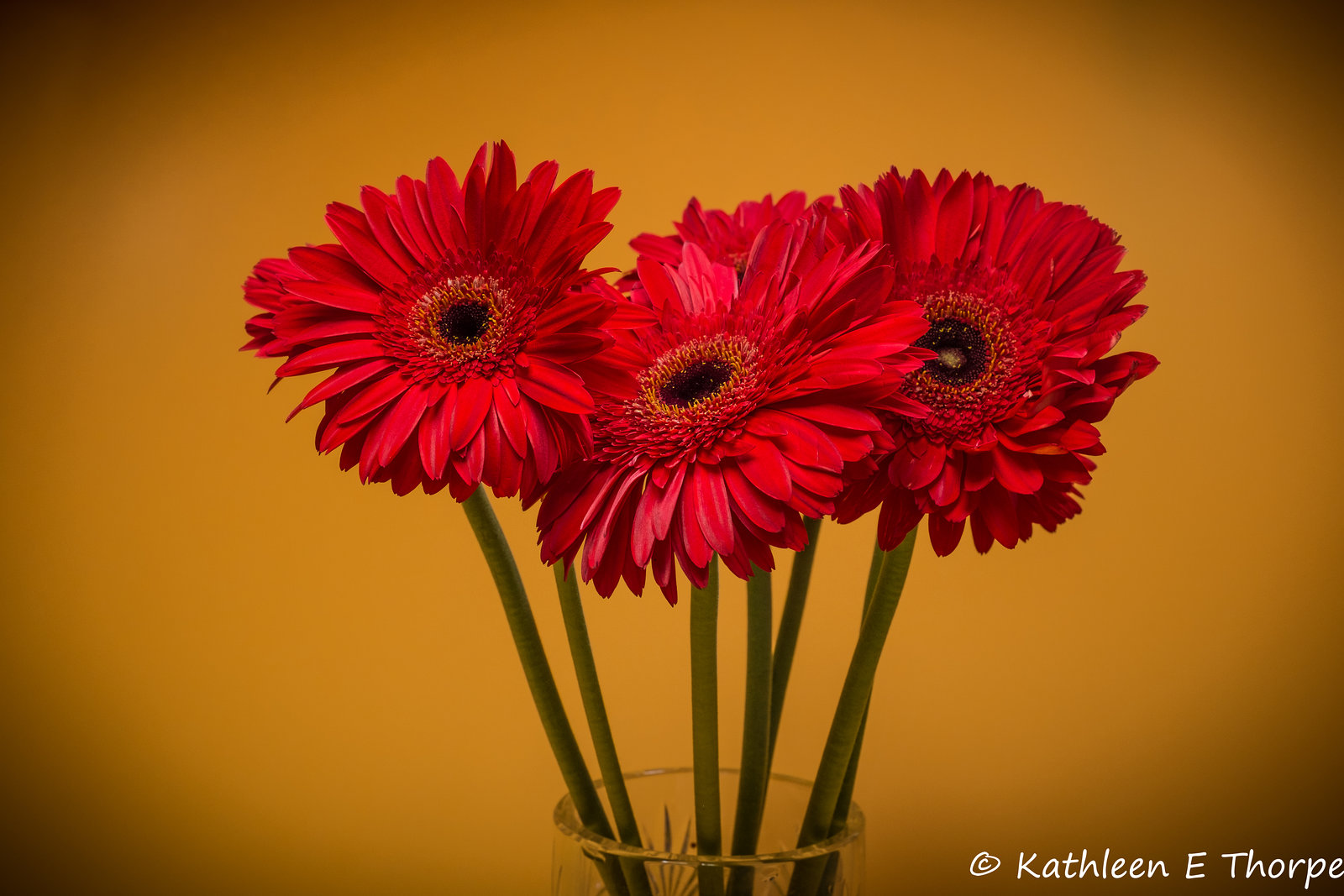 Gerbera 042716-001