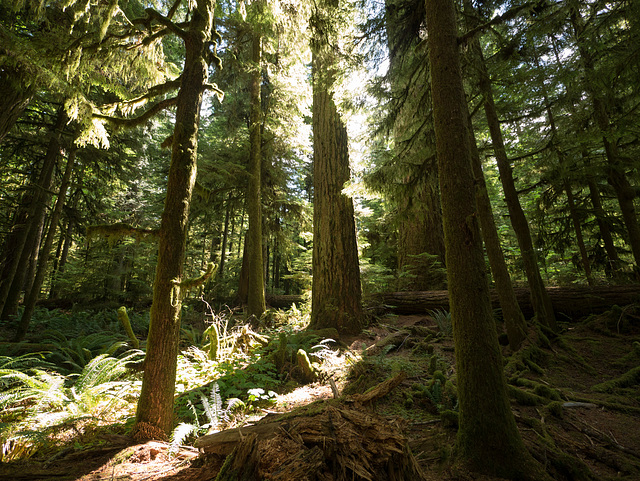 Cathedral Grove