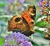 Peacock Butterfly. Inachis io