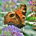 Peacock Butterfly. Inachis io