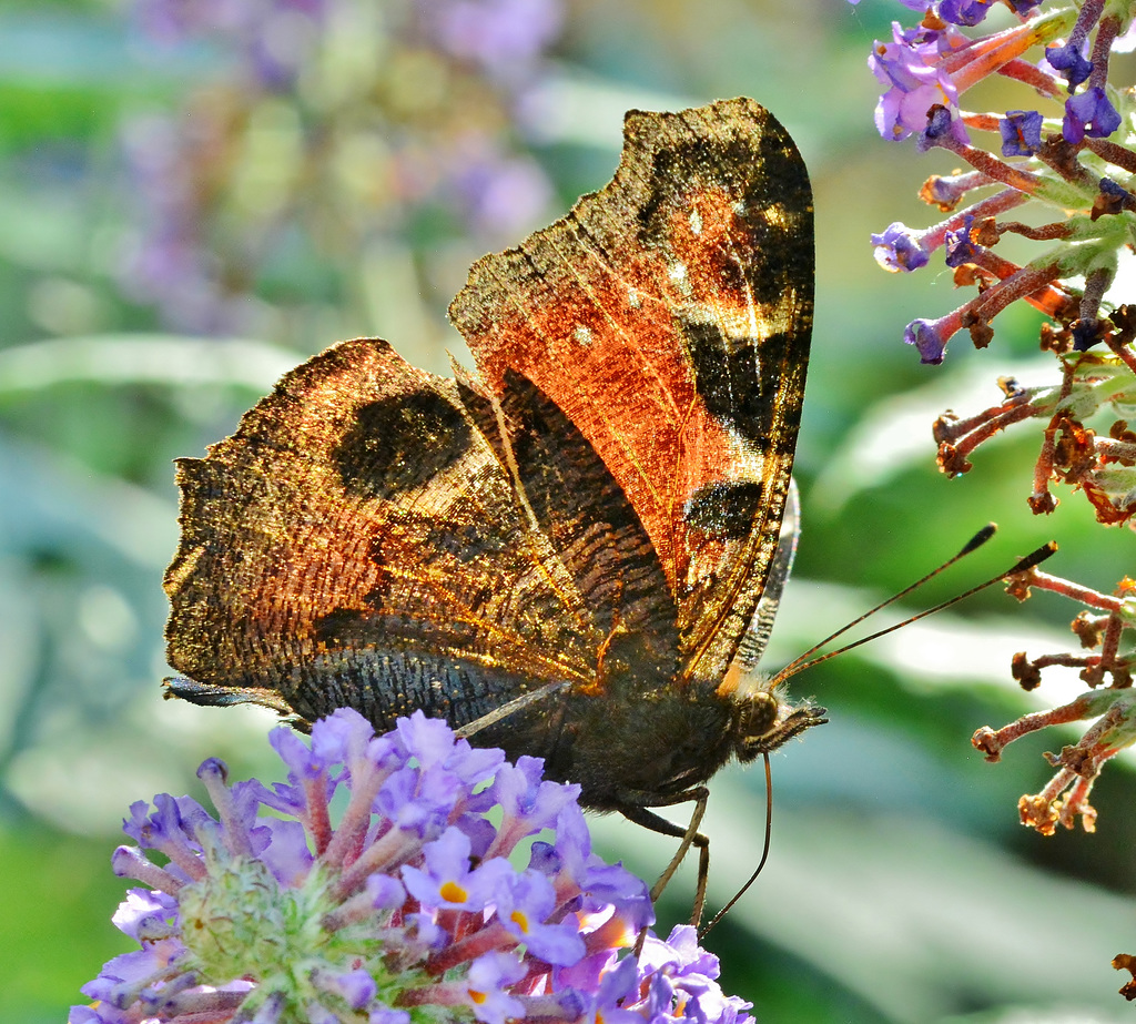 Peacock Butterfly. Inachis io
