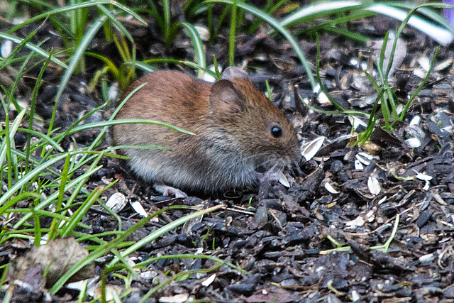 20150306 7200VRTw [D~RI] Feldmaus (Microtus arvalis), Rinteln