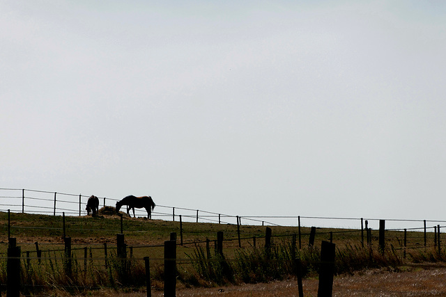 Silhouettes