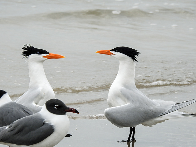 Day 4, Royal Terns & Laughing Gull