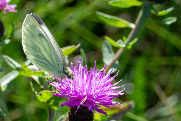 Green-veined White-DSD2465