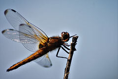 Dragonfly on a stick