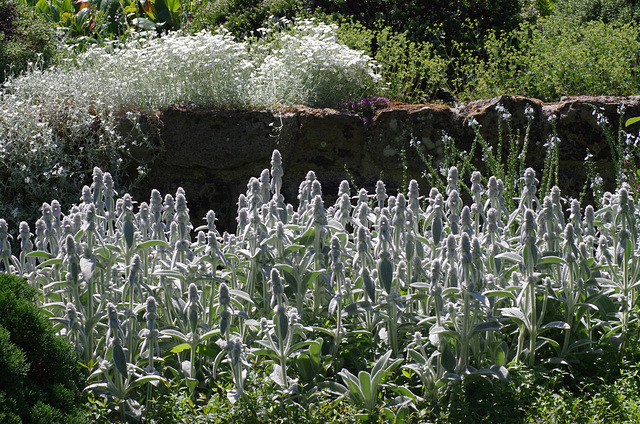 Lamb's Ears