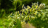 20210606 0506CPw [D~LIP] Gras, UWZ, Bad Salzuflen
