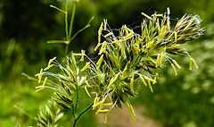 20210606 0506CPw [D~LIP] Gras, UWZ, Bad Salzuflen