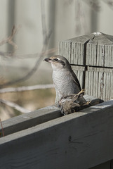 Northern Shrike with a Kill