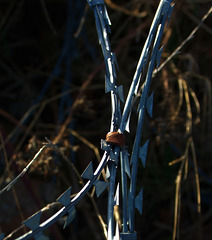 Razor Wire