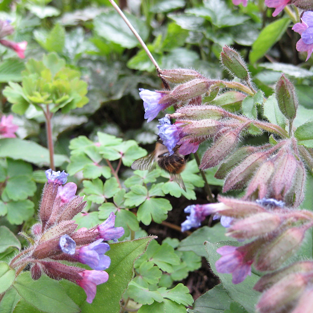 Lungenkräuter (Pulmonaria)