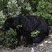 Black bear am Strassenrand (© Buelipix)