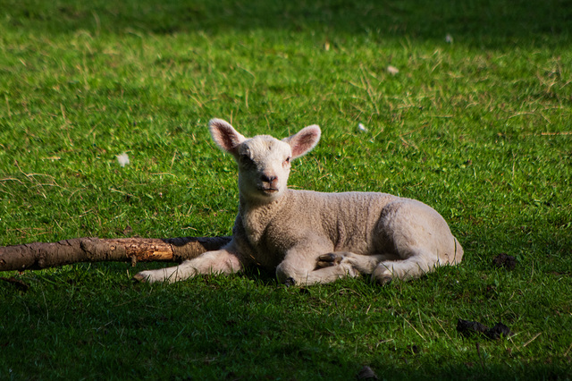 Lamb at rest