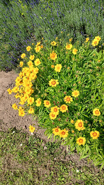 Blumen am Wegesrand Blumen am Wegesrand
