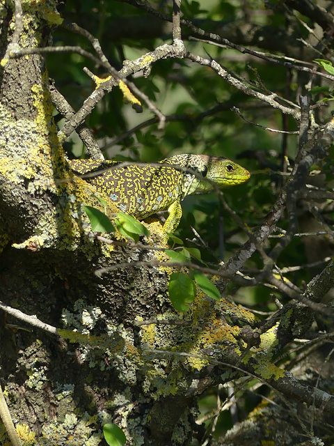 20240623 -25 Lavogne Blandas - paradis Alzon - Lezard Navas (58)