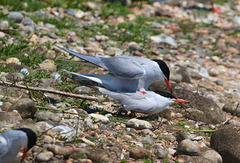 EF7A0407 Common Terns Mating