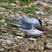 EF7A0407 Common Terns Mating