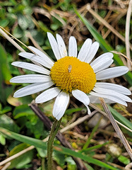 die Letzte in diesem Sommer