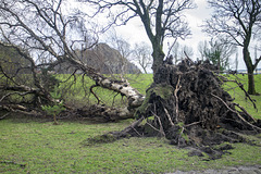 Storm Damage