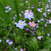 Beautiful patch of delicate, little wildflowers, blooming above the River Shin near Inveran, Scotland