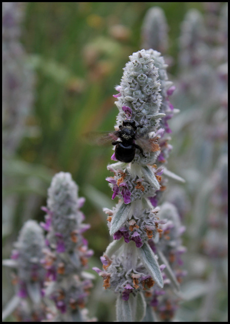 Stachys byzantina (4)