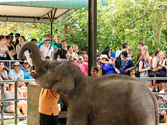 Sri Lanka tour - the fourth day - Pinnawala Elephant Orphanage, feeding of elephant calves