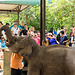 Sri Lanka tour - the fourth day - Pinnawala Elephant Orphanage, feeding of elephant calves