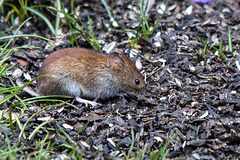 20150306 7208VRTw [D~RI] Feldmaus (Microtus arvalis), Rinteln