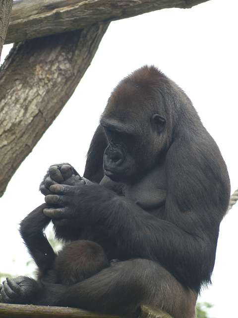 Western Lowland Gorilla (4) - 18 May 2017