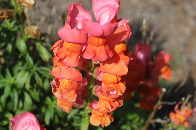 Snapdragons