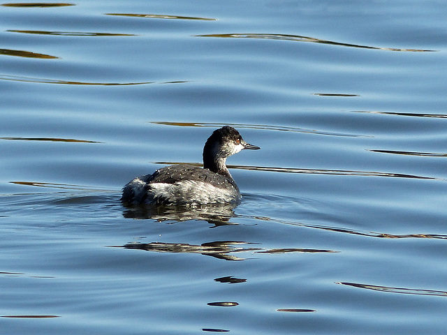 Horned Grebe or Eared Grebe in winter plumage