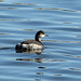 Horned Grebe or Eared Grebe in winter plumage