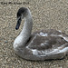 Royal Mute swan juvenile