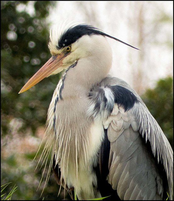 Heron close up