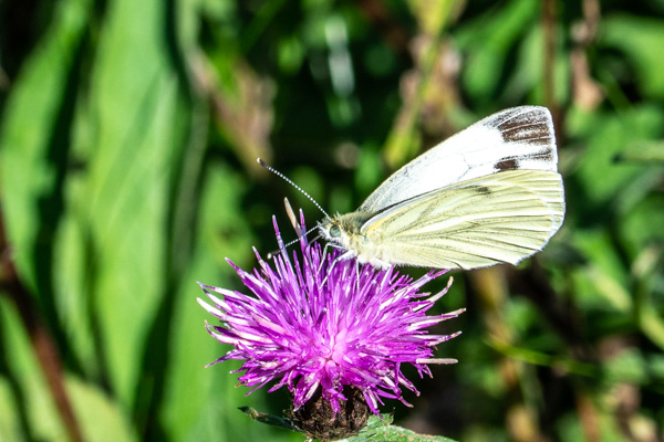 Green-veined White-DSD2467