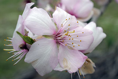 Prunus amara, amêndoeira