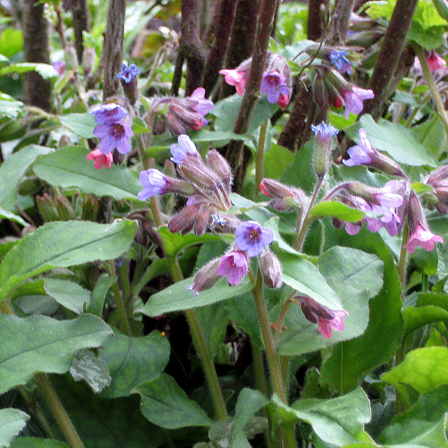 Lungenkräuter (Pulmonaria)