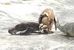 Humbold-Pinguine