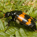 IMG 0516 Common Sexton Beetle