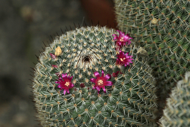 Mammillaria haageana