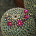 Mammillaria haageana