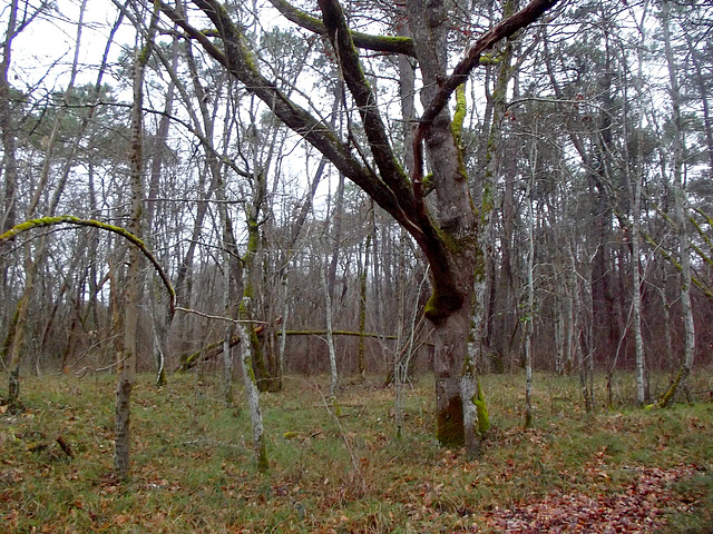 Forêt tourmentée