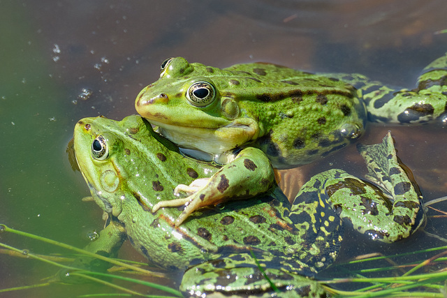 Frosch Kumpels